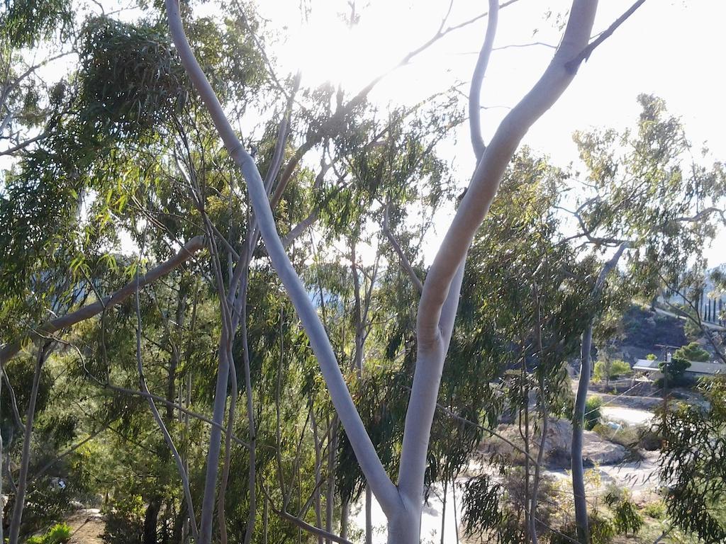 Rainbow Guest House Fallbrook Esterno foto